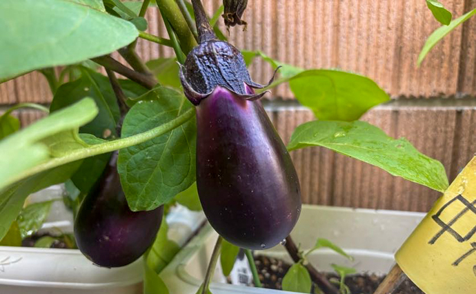 260824HLC_Tsuru_Homegarden__1762.jpg
