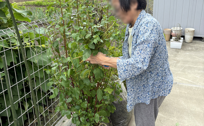260923HLC_Mihashi_Garden.jpg