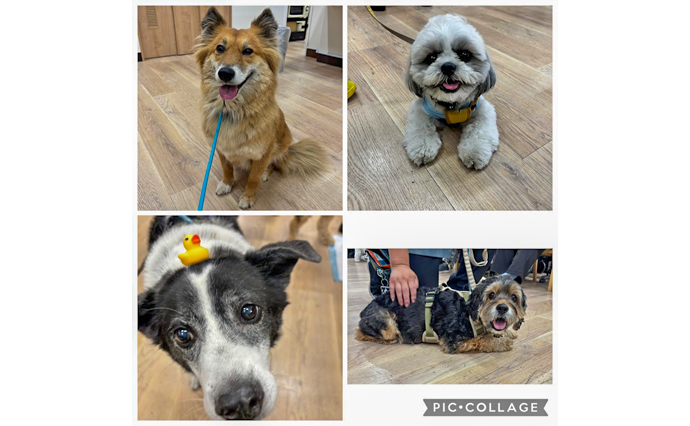 260719HLC_Komatsu_Dogtherapy_0.jpg