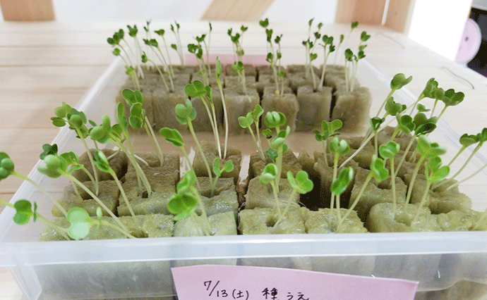 小松菜の水耕栽培・種まきから1週間後