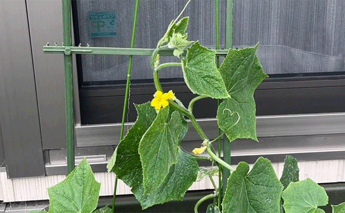 260605HLC_MiyamaeHH_03.png