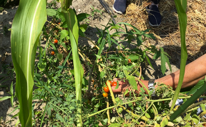 260727HLC_Izumiotsu_homegarden_3470.jpg